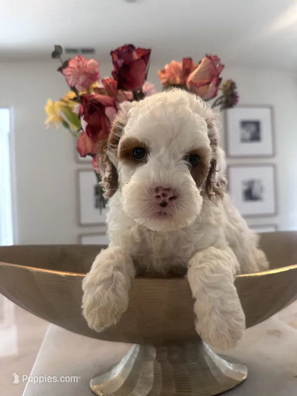Spots – Cavapoo puppy for sale in Sacramento, CA