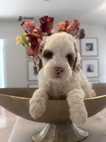 Spots, a male Cavapoo for sale in Sacramento, CA – 1 of 1
