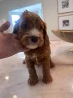 Duke, a male Cavapoo for sale in Sacramento, CA – 2 of 2