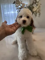 Charlie, a male Cavapoo for sale in Sacramento, CA – 1 of 1