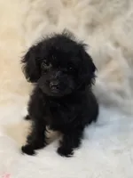 Leo, a male Morkie for sale in Burbank, CA – 5 of 7