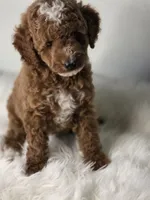 Rocky, a male Poodle - Miniature  for sale in Bakersfield, CA – 1 of 7