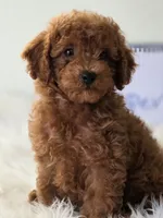 Cooper , a male Poodle - Toy  for sale in Bakersfield, CA – 4 of 4