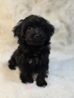 Lila, a female Morkie for sale in Burbank, CA – 2 of 6