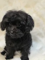 Star, a female Morkie for sale in Burbank, CA – 6 of 6