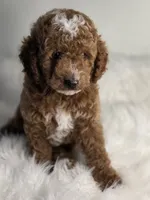Rocky, a male Poodle - Miniature  for sale in Bakersfield, CA – 7 of 7
