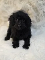 Leo, a male Morkie for sale in Burbank, CA – 7 of 7