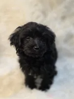 Lila, a female Morkie for sale in Burbank, CA – 6 of 6