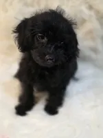 Leo, a male Morkie for sale in Burbank, CA – 4 of 7
