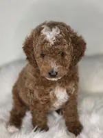 Rocky, a male Poodle - Miniature  for sale in Bakersfield, CA – 2 of 7