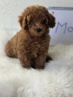 Max, a male Poodle - Toy  for sale in Bakersfield, CA – 2 of 2