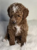 Rocky, a male Poodle - Miniature  for sale in Bakersfield, CA – 5 of 7