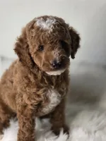 Rocky, a male Poodle - Miniature  for sale in Bakersfield, CA – 6 of 7