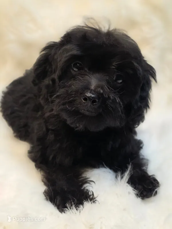 Star – Morkie puppy for sale in Burbank, CA