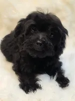 Star, a female Morkie for sale in Burbank, CA – 1 of 6