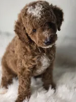Rocky, a male Poodle - Miniature  for sale in Bakersfield, CA – 2 of 3