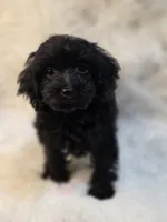 Lila, a female Morkie for sale in Burbank, CA – 4 of 6