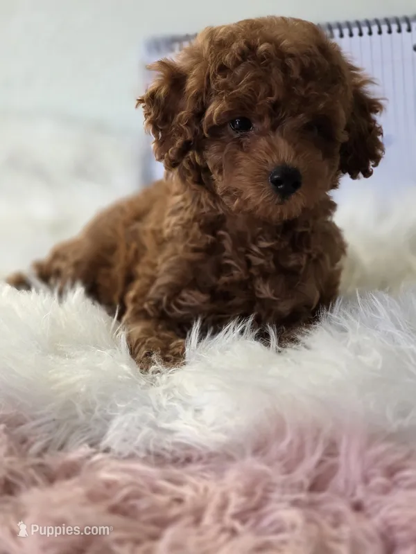 Charlie – Poodle - Toy  puppy for sale in Bakersfield, CA