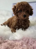 Charlie, a male Poodle - Toy  for sale in Bakersfield, CA – 1 of 2
