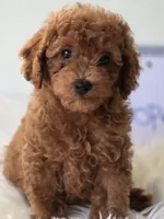 Cooper , a male Poodle - Toy  for sale in Bakersfield, CA – 3 of 4