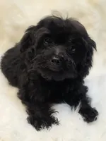 Star, a female Morkie for sale in Burbank, CA – 5 of 6