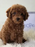Cooper , a male Poodle - Toy  for sale in Bakersfield, CA – 2 of 4
