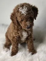 Rocky, a male Poodle - Miniature  for sale in Bakersfield, CA – 4 of 7
