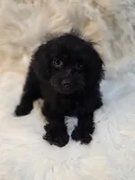 Leo, a male Morkie for sale in Burbank, CA – 1 of 7