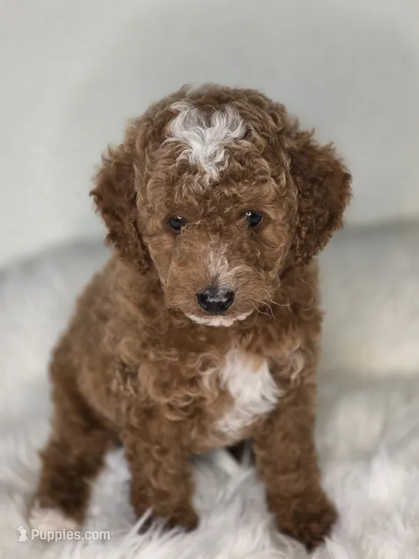 Rocky – Poodle - Miniature  puppy for sale in Bakersfield, CA