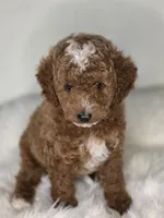 Rocky, a male Poodle - Miniature  for sale in Bakersfield, CA – 1 of 3