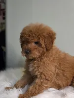 Ginger , a male Poodle - Toy  for sale in Bakersfield, CA – Photo 8 of 8
