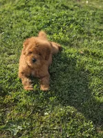 Ginger , a male Poodle - Toy  for sale in Bakersfield, CA – Photo 2 of 8