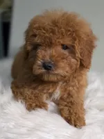 Ginger , a male Poodle - Toy  for sale in Bakersfield, CA – Photo 7 of 8