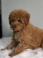 Ginger , a male Poodle - Toy  for sale in Bakersfield, CA – Photo 4 of 8