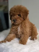 Ginger , a male Poodle - Toy  for sale in Bakersfield, CA – Photo 6 of 8