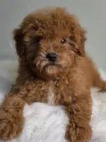 Ginger , a male Poodle - Toy  for sale in Bakersfield, CA – Photo 3 of 8