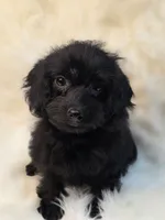Leo, a male Morkie for sale in Burbank, CA – 2 of 7