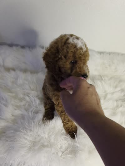 Rocky, a male Poodle - Miniature  for sale in Bakersfield, CA – 3 of 3
