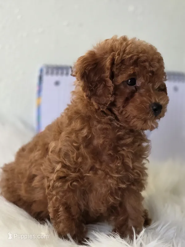 Cooper  – Poodle - Toy  puppy for sale in Bakersfield, CA