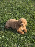 Milo, a male Poodle - Toy  for sale in Bakersfield, CA – Photo 5 of 5