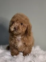 Milo, a male Poodle - Toy  for sale in Bakersfield, CA – Photo 3 of 5