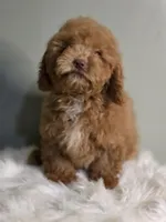 Milo, a male Poodle - Toy  for sale in Bakersfield, CA – Photo 2 of 5