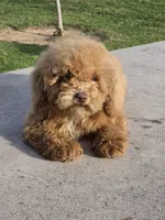 Milo, a male Poodle - Toy  for sale in Bakersfield, CA – Photo 4 of 5