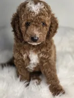 Rocky, a male Poodle - Miniature  for sale in Bakersfield, CA – 3 of 7