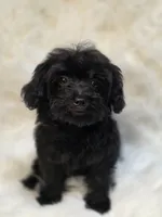 Star, a female Morkie for sale in Burbank, CA – 4 of 6