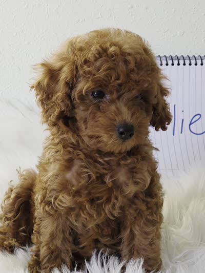 Charlie, a male Poodle - Toy  for sale in Bakersfield, CA – 2 of 2