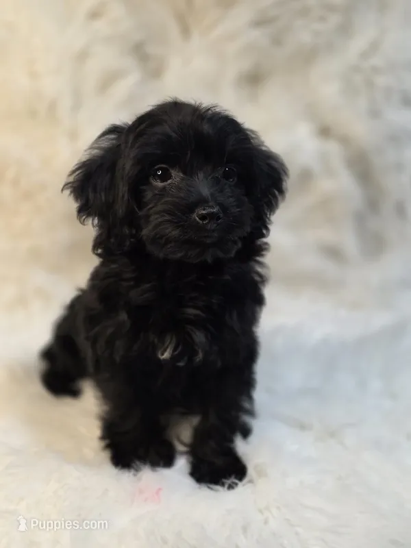 Lila – Morkie puppy for sale in Burbank, CA