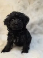 Lila, a female Morkie for sale in Burbank, CA – 3 of 6