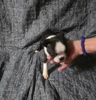 Clint, a male Boston Terrier for sale in Hickory, NC – 2 of 4