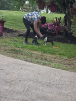 Clint, a male Boston Terrier for sale in Hickory, NC – 4 of 4